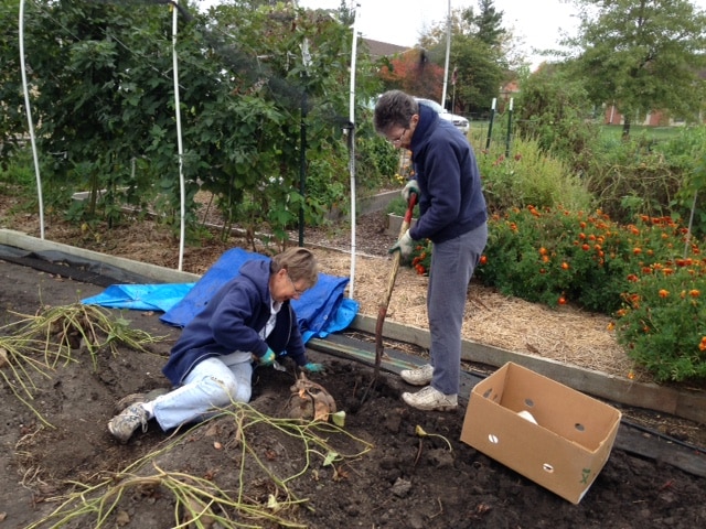 Harvesting in the church garden